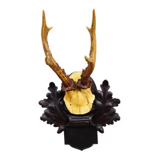 Antique Black Forest Red Deer Trophy on Carved Plaque, Germany 1900 For Sale
