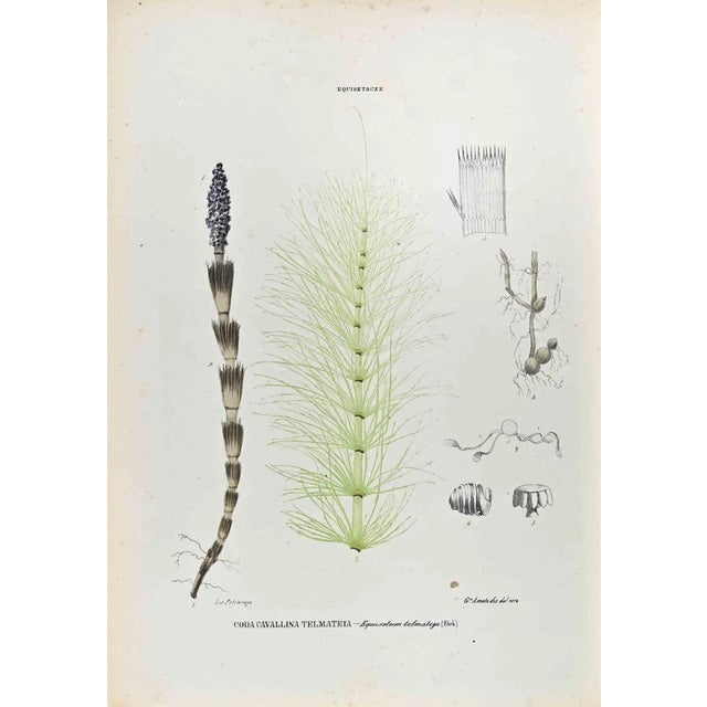 Vincenzo Tenore, The Equisetaceae, Lithograph, 1870s For Sale