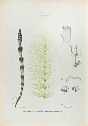 Vincenzo Tenore, The Equisetaceae, Lithograph, 1870s