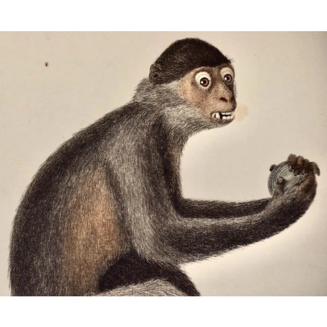 Le Mangabey Monkey: Framed Audebert 18th C. Hand-Colored Engraving, 1797 For Sale - Image 4 of 7