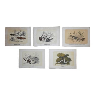 Antique 19th Century Lithographs - Insects - Set of 5 For Sale