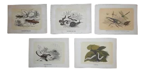 Antique 19th Century Lithographs - Insects - Set of 5