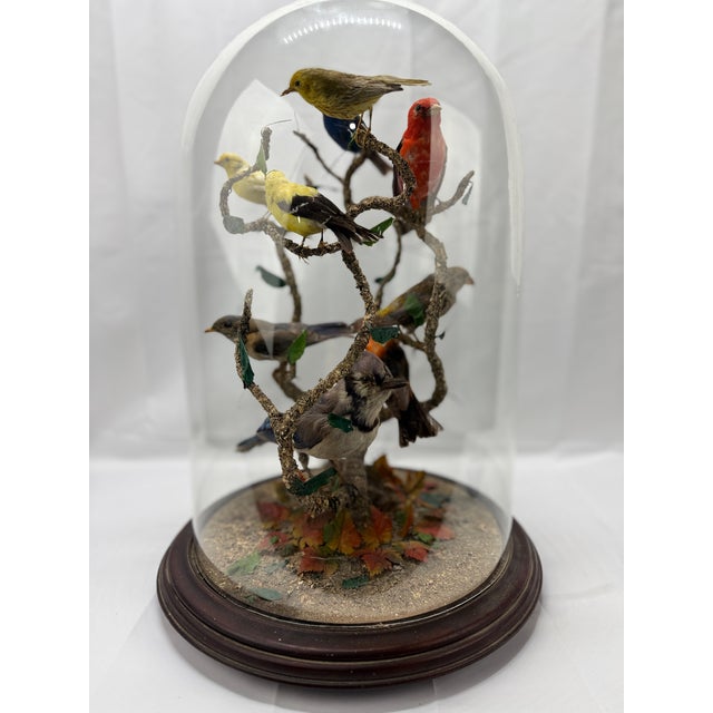 Curated visual reference: Large Victorian Domed 9 Bird Taxidermy Diorama Display Photo Inspiration