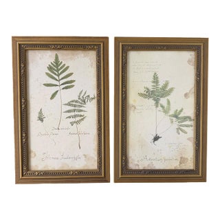 Vintage Botanical Fern Framed Print - A Pair For Sale