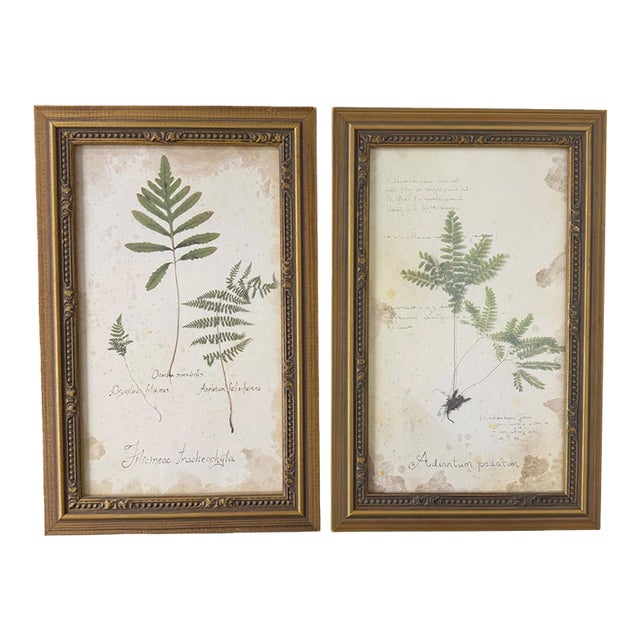 Vintage Botanical Fern Framed Print - A Pair For Sale