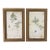 Vintage Botanical Fern Framed Print - A Pair For Sale