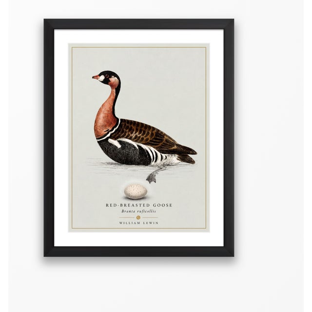 William Lewin 1789 Waterbirds Fine Art Gallery Board Print - The Red Breasted Goose For Sale - Image 11 of 11
