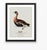 William Lewin 1789 Waterbirds Fine Art Gallery Board Print - The Red Breasted Goose For Sale - Image 11 of 11