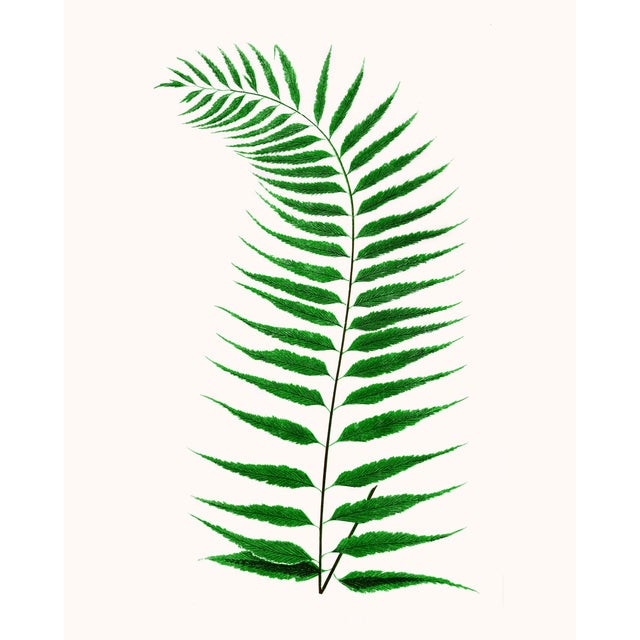 Green British Fern Contemporary Reproduction Print Collection, Set of 12 – 11" X 14" For Sale - Image 8 of 9