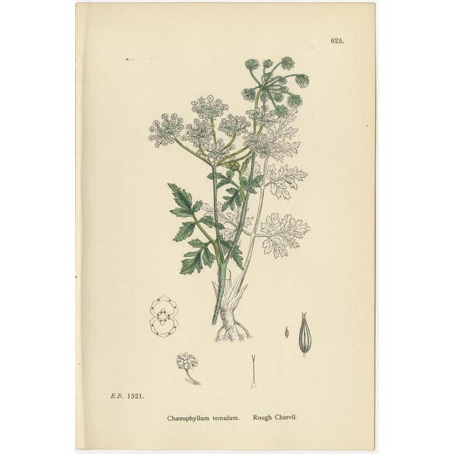 Sowerby, British Chervil Quartet, Hand-Colored Prints, 1902, Set of 4 For Sale - Image 5 of 10