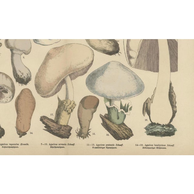 Fünfstück, Agaricus Mushrooms, 1885, Paper For Sale - Image 3 of 10