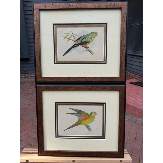 Alabaster Antique Color Woodblock Prints From w.t. Greene’s “Parrots in Captivity” with Frame Matte and Validation From the Trowbridge Gallery - Set of 2 For Sale - Image 8 of 9