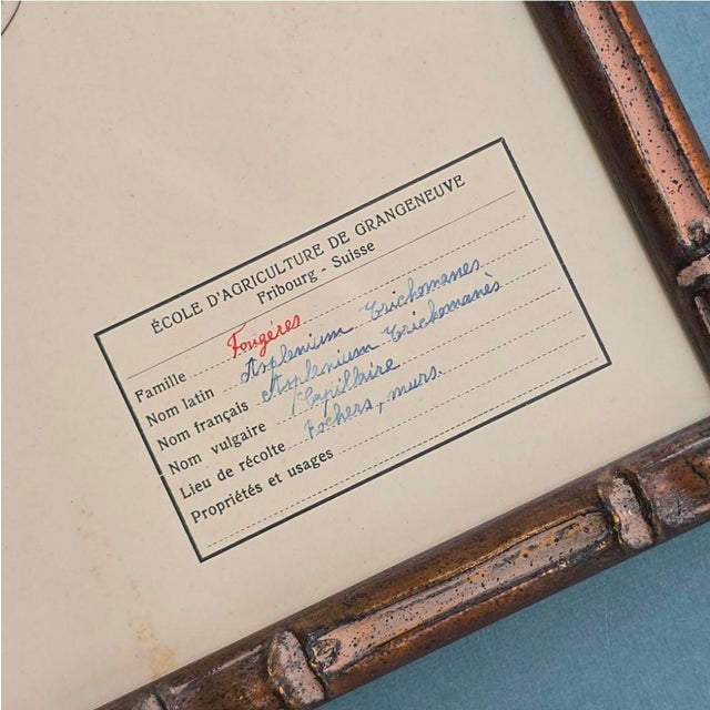 Swiss Herbarium Panels from École Dagriculture de Grangeneuve, 1920s, Set of 4 For Sale - Image 15 of 18