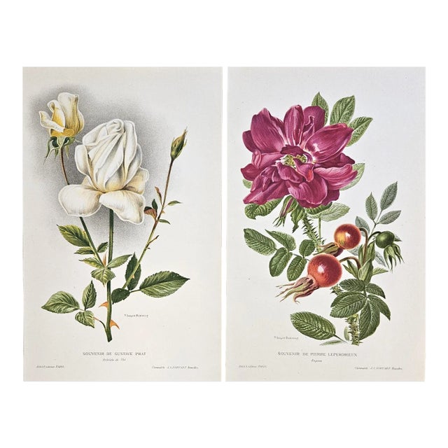 1910 Pair-Antique French Botanical Chromolithographs-Roses For Sale