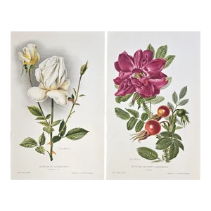 1910 Pair-Antique French Botanical Chromolithographs-Roses