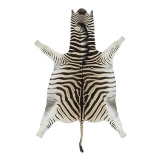Rug & Kilim’s Contemporary Burchell Zebra Hide Rug With Classic Black Stripes (Pair) For Sale