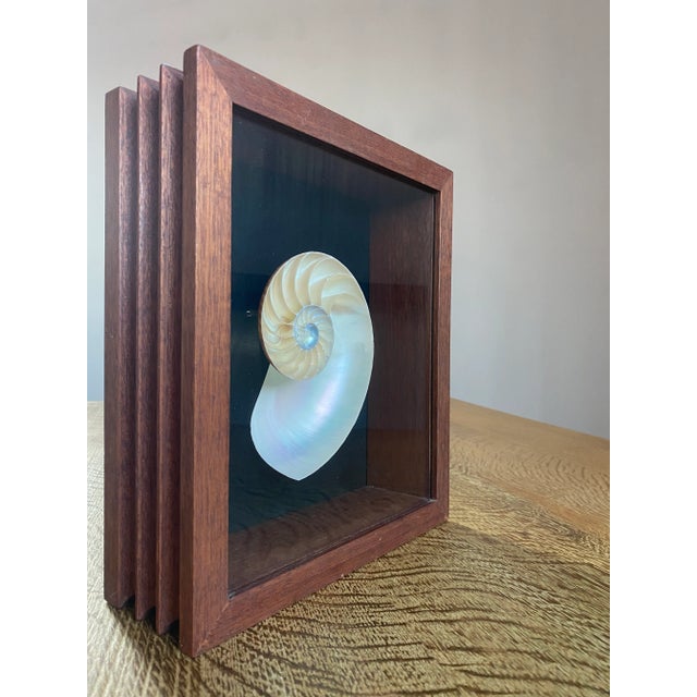 1970s Framed Nautilus Shell For Sale - Image 5 of 15