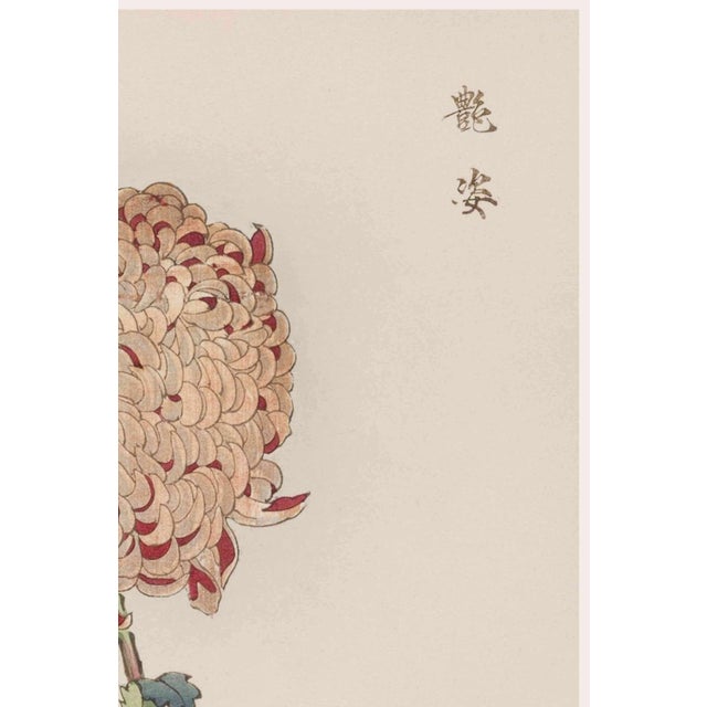 Japanese Spider Chrysanthemum by Hasegawa, Vintage Japanese Botanical Art Print, 12" X 18" For Sale - Image 3 of 8