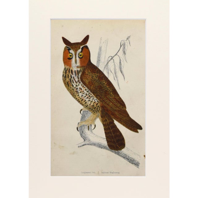 English 19th Century English Hand Colored Owl Bird Engraving by Goldsmith For Sale - Image 3 of 5