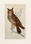 English 19th Century English Hand Colored Owl Bird Engraving by Goldsmith For Sale - Image 3 of 5