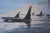 Realism Daniel Smith "Armada" Signed Limited Edition Orca Lithograph, 1992 For Sale - Image 3 of 9