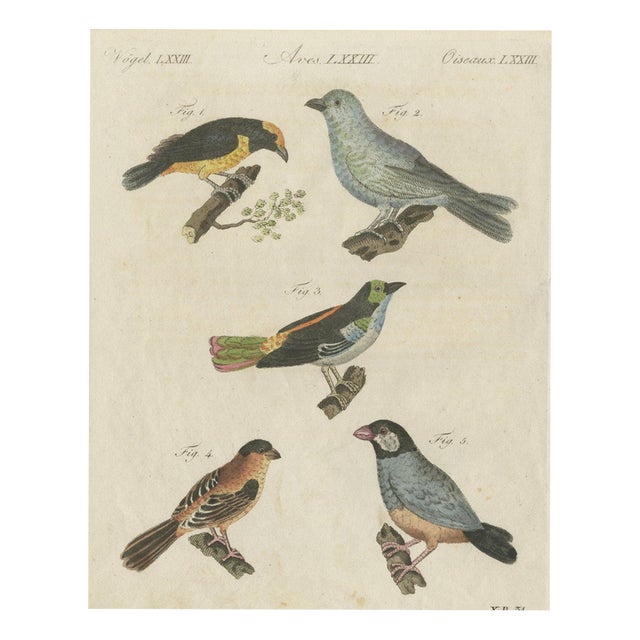 Bertuch, Tanagers and Java Sparrow Songbirds, 1805, Print For Sale