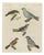 Bertuch, Tanagers and Java Sparrow Songbirds, 1805, Print For Sale