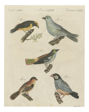 Bertuch, Tanagers and Java Sparrow Songbirds, 1805, Print