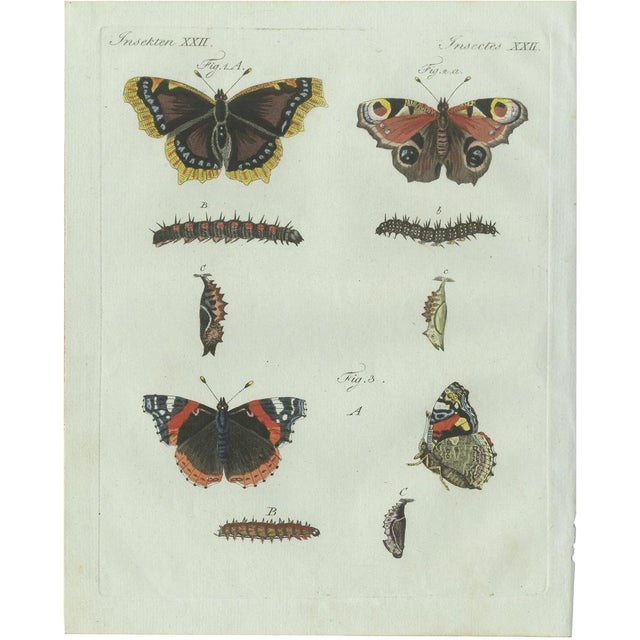 Bertuch, Peacock and Red Admiral Butterflies, 1800, Engraving For Sale - Image 10 of 10