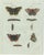 Bertuch, Peacock and Red Admiral Butterflies, 1800, Engraving For Sale - Image 10 of 10