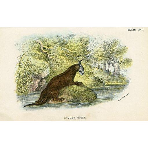 1890s, Mammal Prints, Set of 6, Original Antique Prints, Lithographs, England For Sale - Image 6 of 7