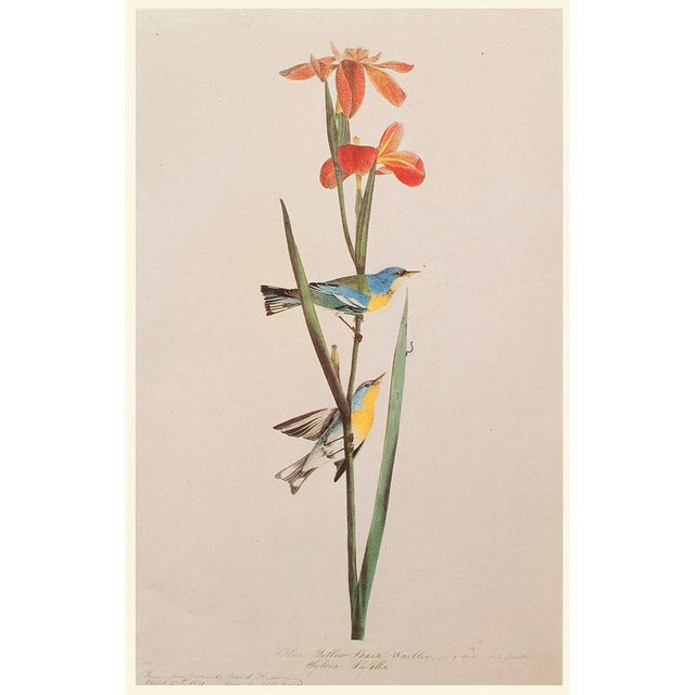 Blue Yellow-Back Warbler After Audubon, 1966 Cottage Print For Sale In Dallas - Image 6 of 10