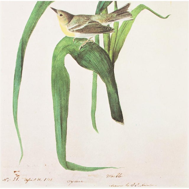 1960s 1966 Pine Warbler After John J. Audubon, Cottage Print For Sale - Image 5 of 11