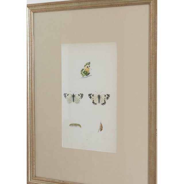 A charming and educational collection of four 19th-century English hand-colored butterfly engravings, beautifully...