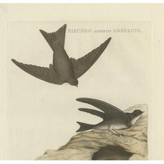 Sepp & Nozeman, Bird Illustration of the Sand Martin, 1770, Print For Sale - Image 3 of 5