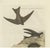 Sepp & Nozeman, Bird Illustration of the Sand Martin, 1770, Print For Sale - Image 3 of 5