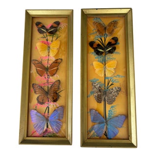 Vintage Framed Butterfly Specimens Taxidermy Diorama With Bubble Glass Set (Of 2) For Sale