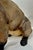 Large 19th Century English Cold-Painted Terracotta Bulldog Figure With Glass Eyes For Sale - Image 14 of 17
