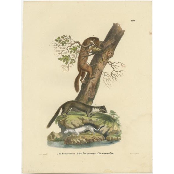 Antique print titled '1. The Pine Marten, 2. The House Marten, 3. The Stoat'. Original old print of a European pine...