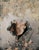 Iconoclast by Matthew Saba | Oil on panel abstract portrait with fragmented features For Sale
