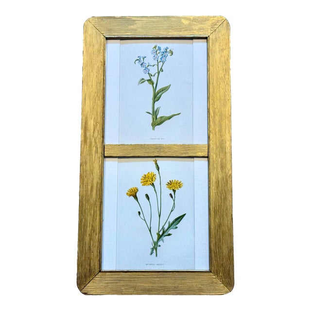 Antique Victorian Authentic Botanicals | Two Floral Prints in a Gilt Frame | F. Edward Hulmes For Sale