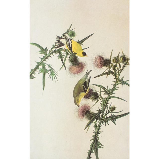 1966 Vintage Farmhouse Cottage Print "American Goldfinch" After John James Audubon For Sale