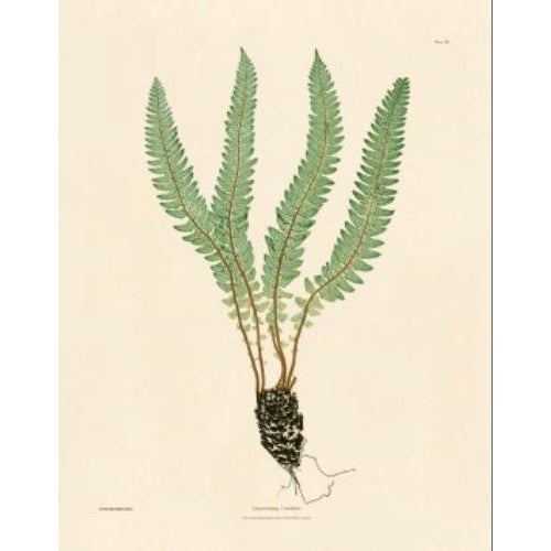 Illustration Botanical Ferns by Henry Bradbury- Plates 19-24 - Set of 6 For Sale - Image 3 of 7