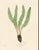 Illustration Botanical Ferns by Henry Bradbury- Plates 19-24 - Set of 6 For Sale - Image 3 of 7