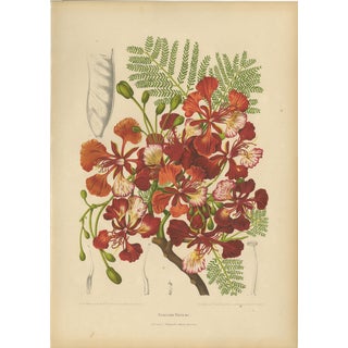Hoola van Nooten, Royal Poinciana Botanical, 1880, Chromolithograph For Sale