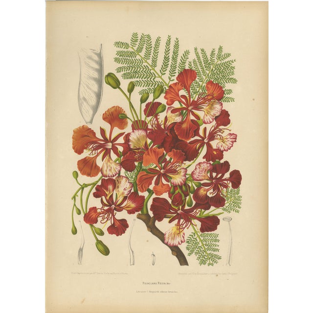 Hoola van Nooten, Royal Poinciana Botanical, 1880, Chromolithograph For Sale