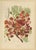 Hoola van Nooten, Royal Poinciana Botanical, 1880, Chromolithograph For Sale