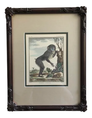 Late 19th Century Antique Victorian English Hand Colored Monkey Print