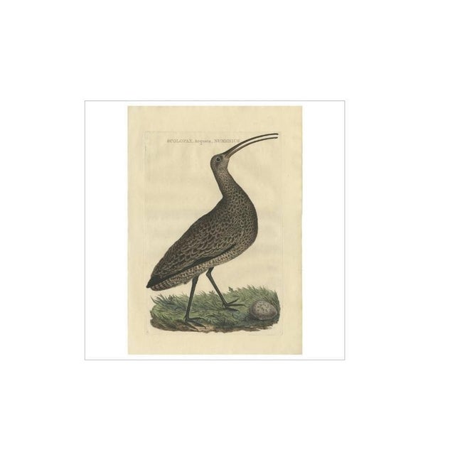 Sepp & Nozeman, The Eurasian Curlew, 1789, Print For Sale - Image 4 of 5