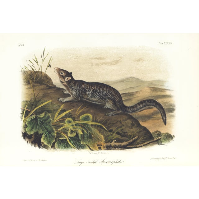 1854 Audubon Quadruped Octavo Lithograph "Plate 139 Large-Tailed Spermophile" For Sale